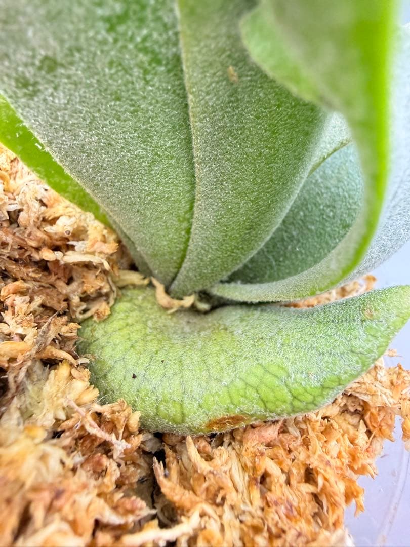 Akiko　ビカクシダOMG + bacteria sporeling