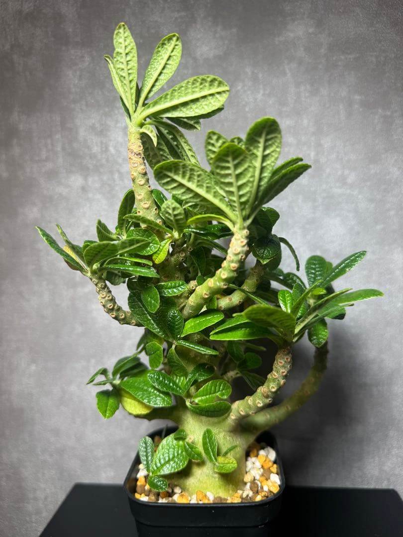 ドロステニア　ギガス　レア種　極美株