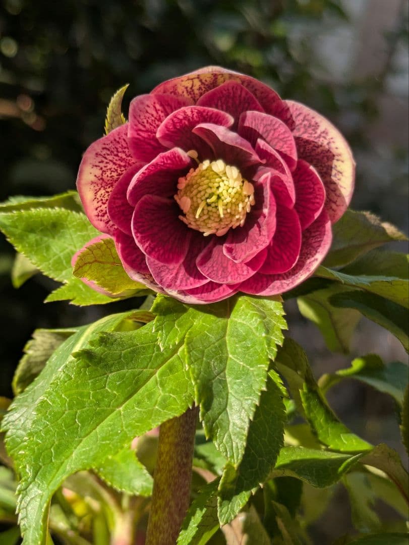 コレクター向け​【広瀬園芸】オーレア系アンティークレッドベインdd