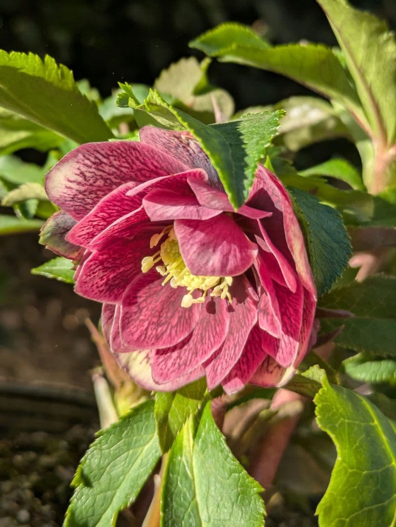 コレクター向け​【広瀬園芸】オーレア系アンティークレッドベインdd