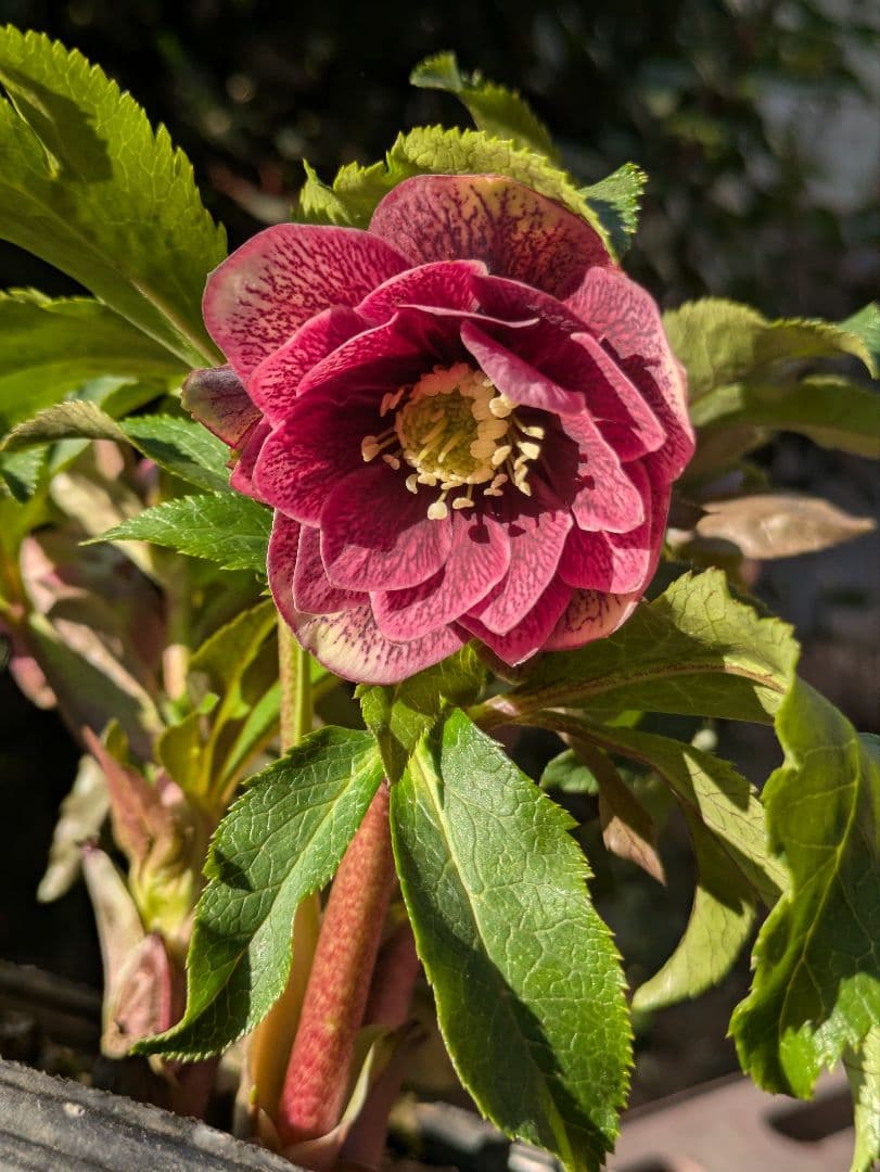 コレクター向け​【広瀬園芸】オーレア系アンティークレッドベインdd