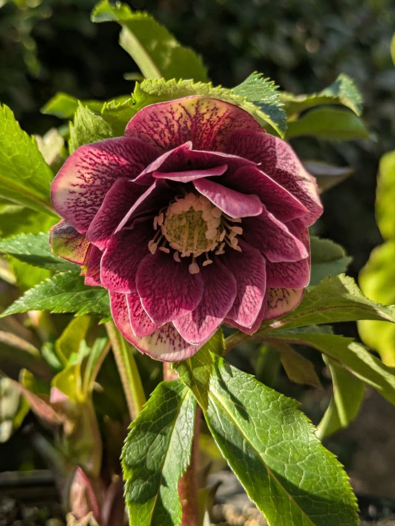 コレクター向け​【広瀬園芸】オーレア系アンティークレッドベインdd