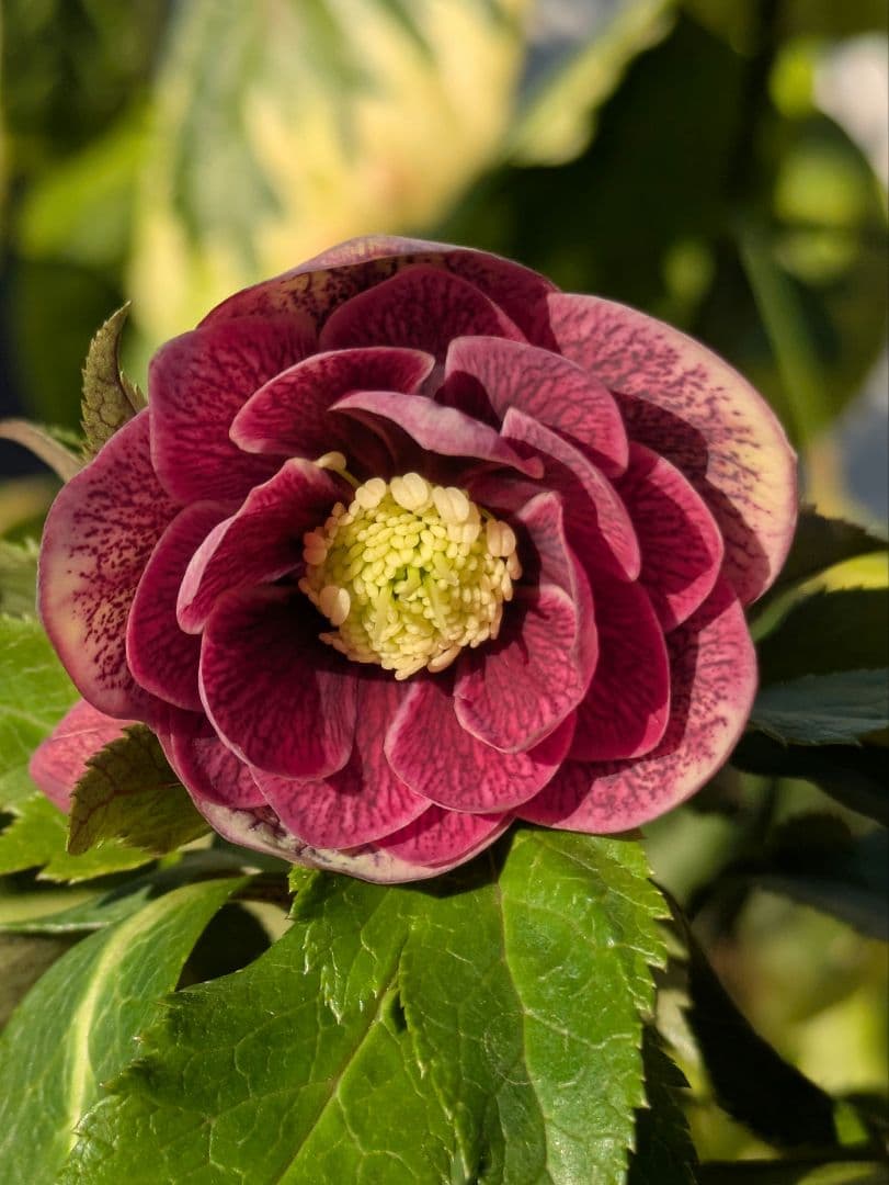 コレクター向け​【広瀬園芸】オーレア系アンティークレッドベインdd