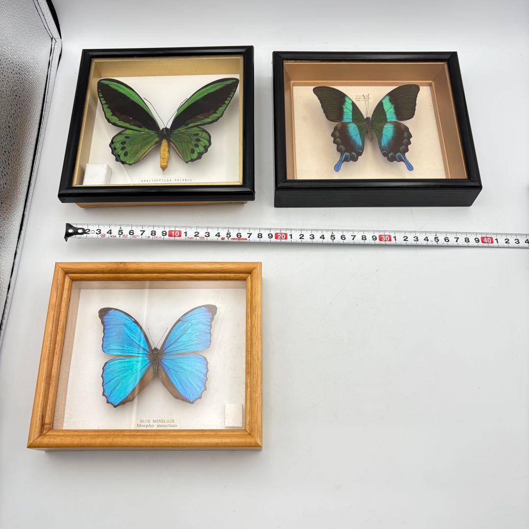 蝶々 標本 まとめ売り アゲハ グリーン ブルー 0613-S6299s