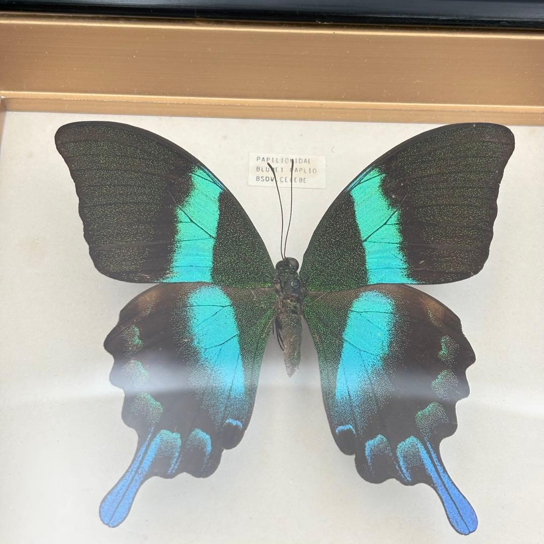 蝶々 標本 まとめ売り アゲハ グリーン ブルー 0613-S6299s