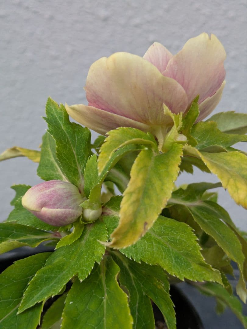 【一点物】広瀬園芸　クリスマスローズ　ソレイユDD