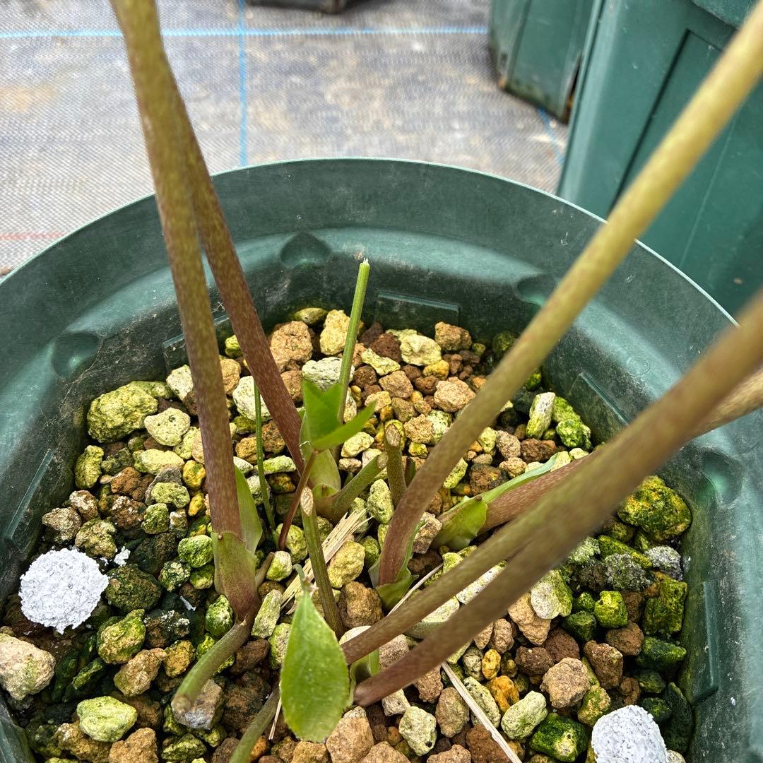 クリスマスローズ　加藤農園　アプリコットスポット　多弁　６本立　６寸