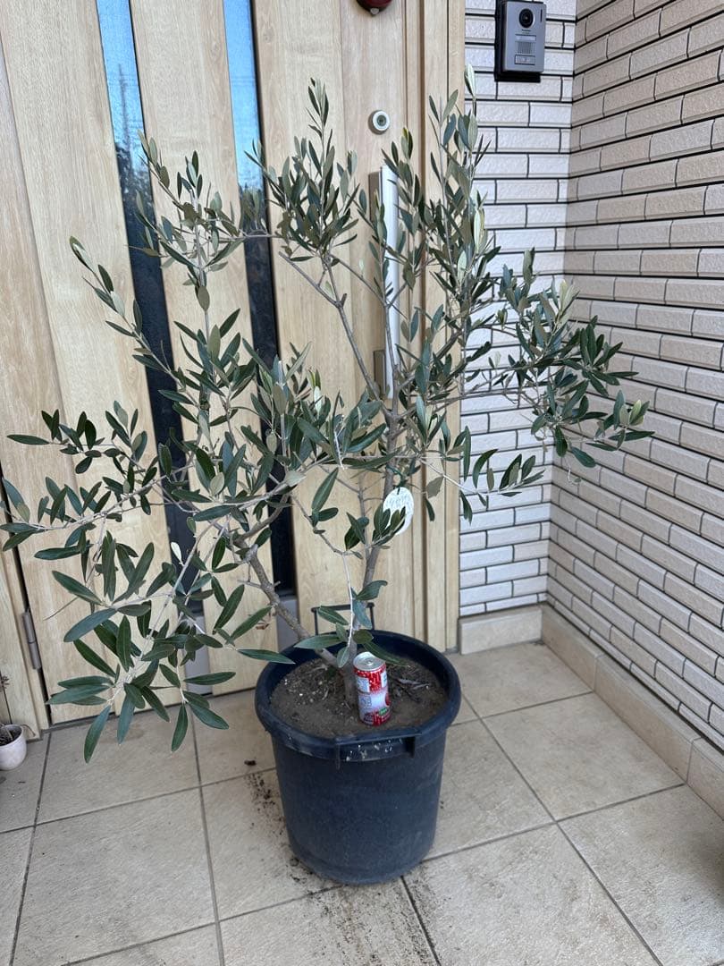 古木　イタリア産　オリーブ　定価36000円　ガーデニング　シンボルツリー　庭木