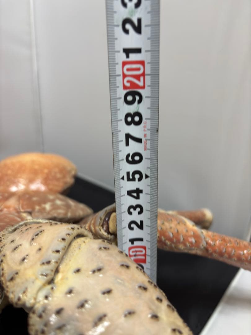 u*d様 現地土産品 ヤシガニ 剥製 標本 約50センチ