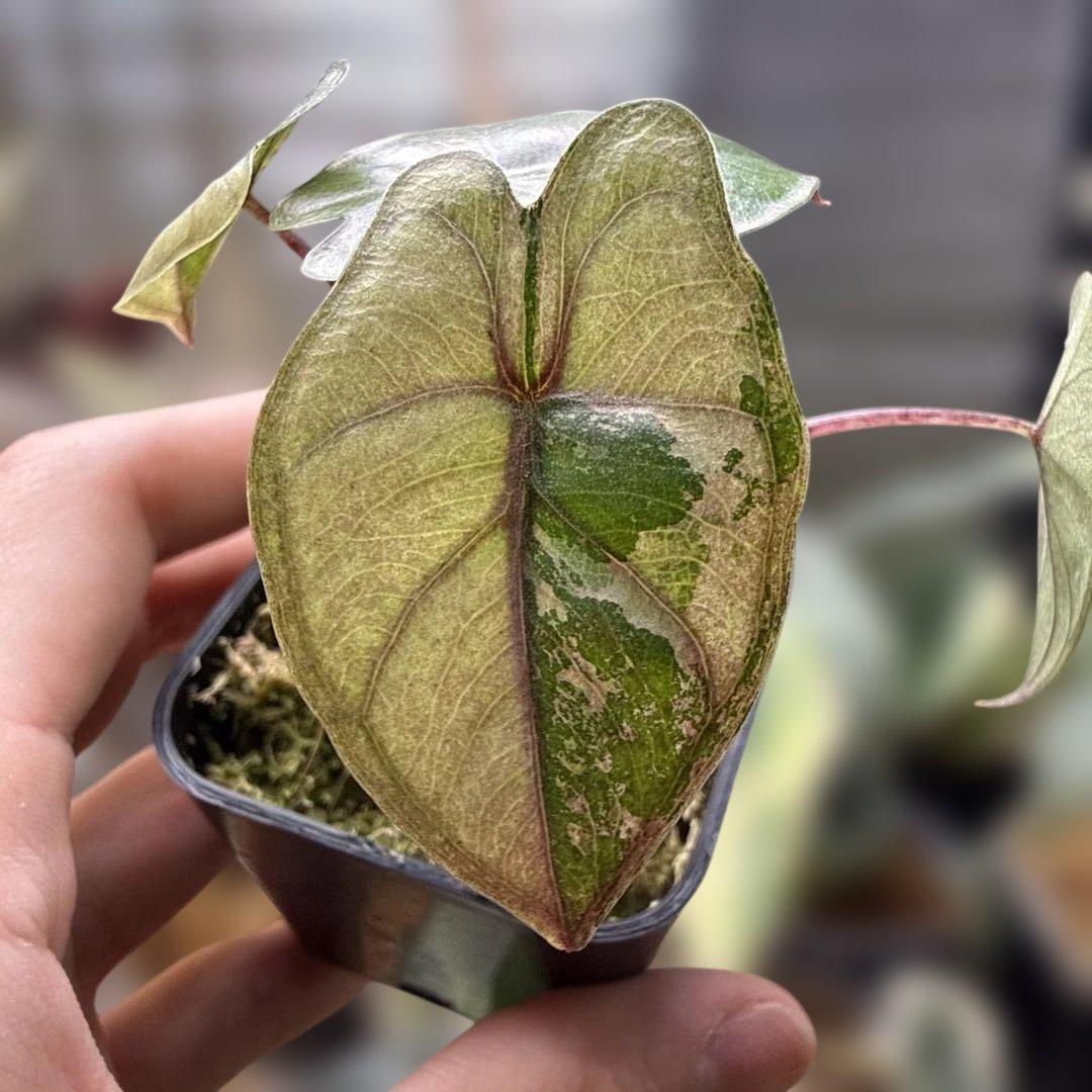 が*る様 アロカシア ユカタンプリンセス ピンク