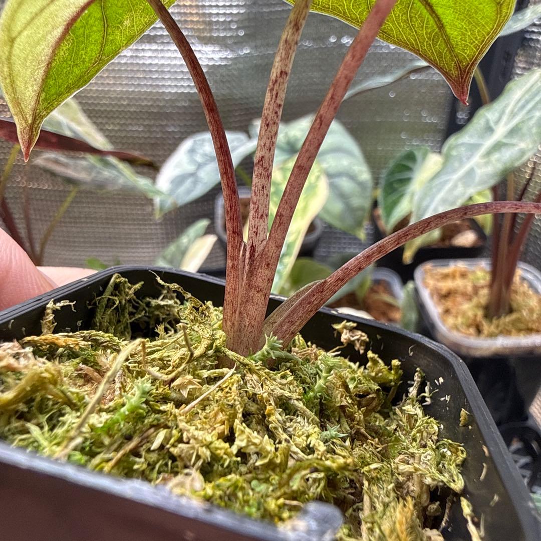 が*る様 アロカシア ユカタンプリンセス ピンク