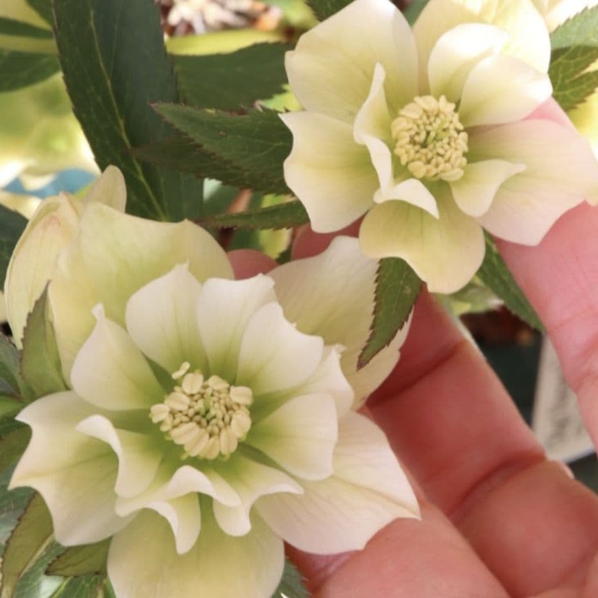 クリスマスローズ　大木ナーセリー　開花株　充実株　蕾40近く沢山