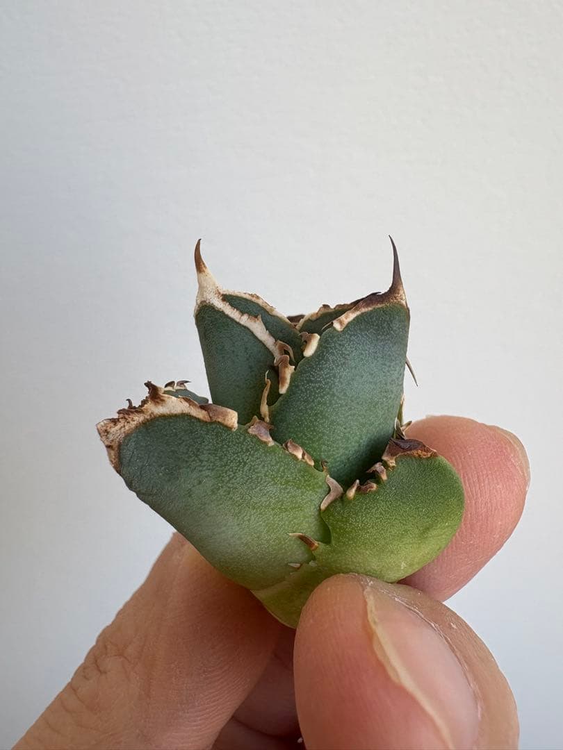 Agave titanota 大白鯊（ホホジロザメ）子株 親株写真あり 未発根②