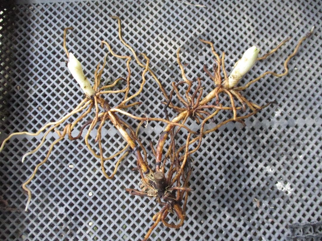 山野草、蘭、日本クマガイソウ純白系（素心）花芽2芽株