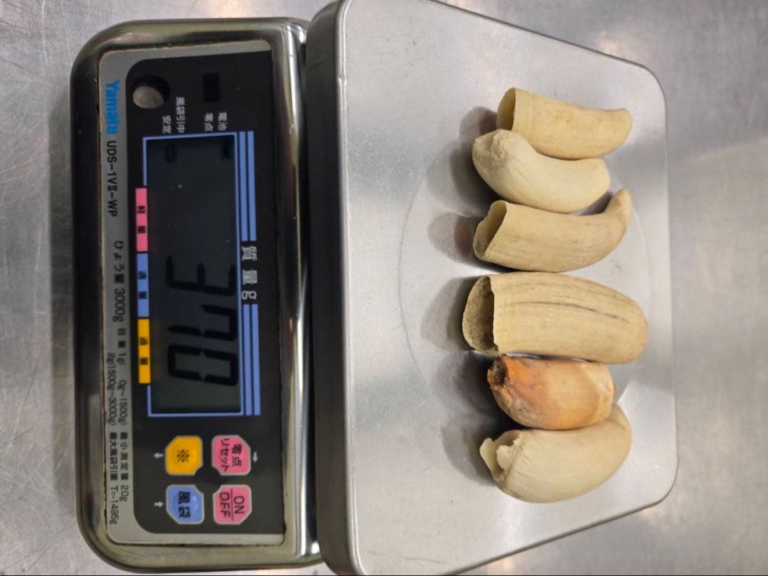 マッコウ鯨の歯