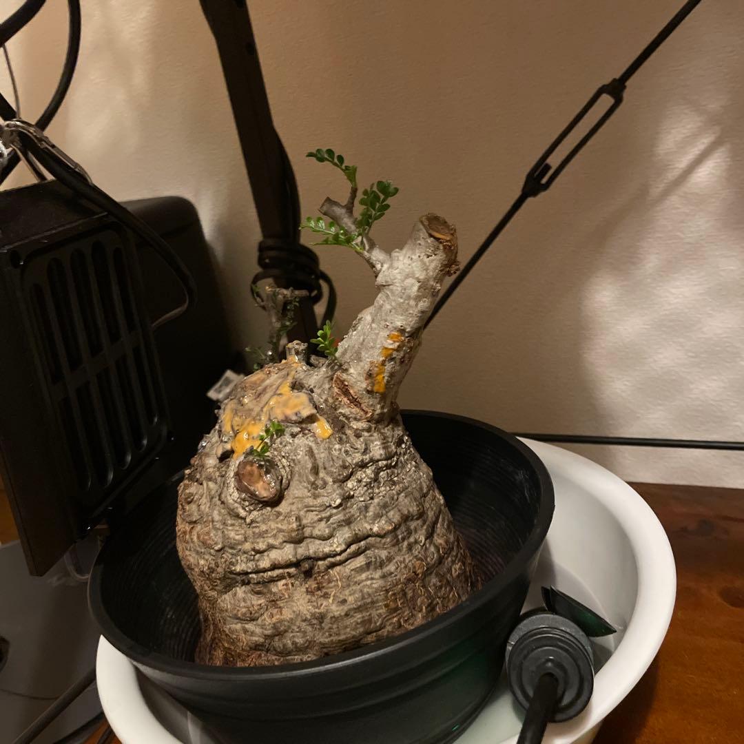 か*ア様 塊根植物 パキプス　発根管理中