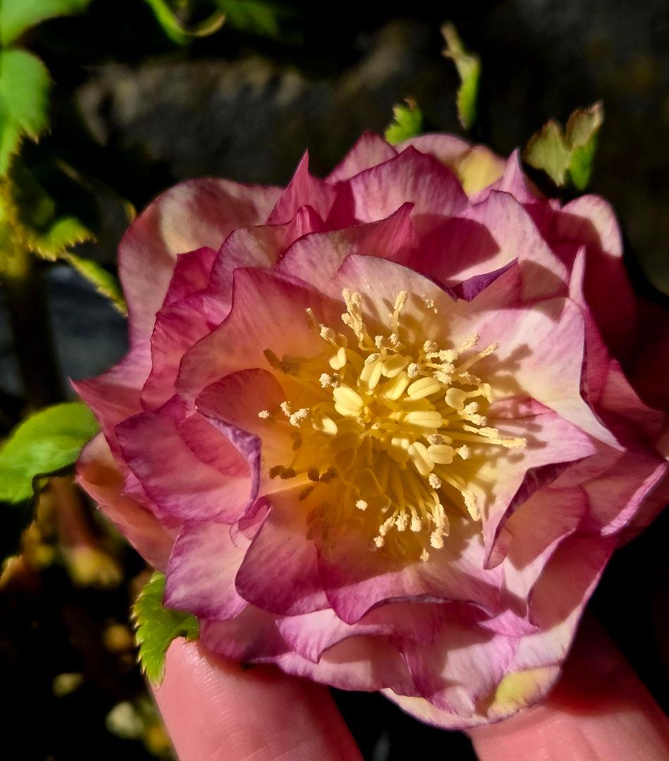 クリスマスローズ　絞り　ユキノリ