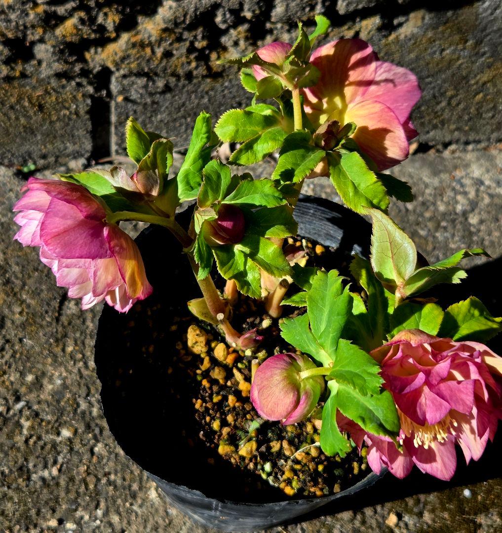 クリスマスローズ　絞り　ユキノリ