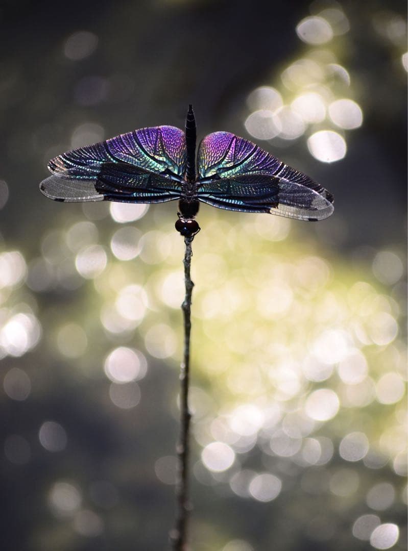 ②NIKKOR AF-S DX55-200㎜f4.5-5.6G ED VR II