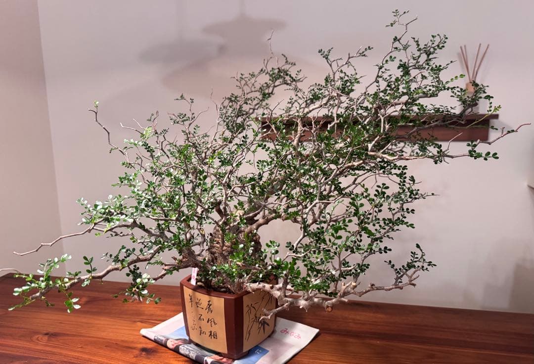 新春大特価！発根済安心株　オペルクリカリアパキプス