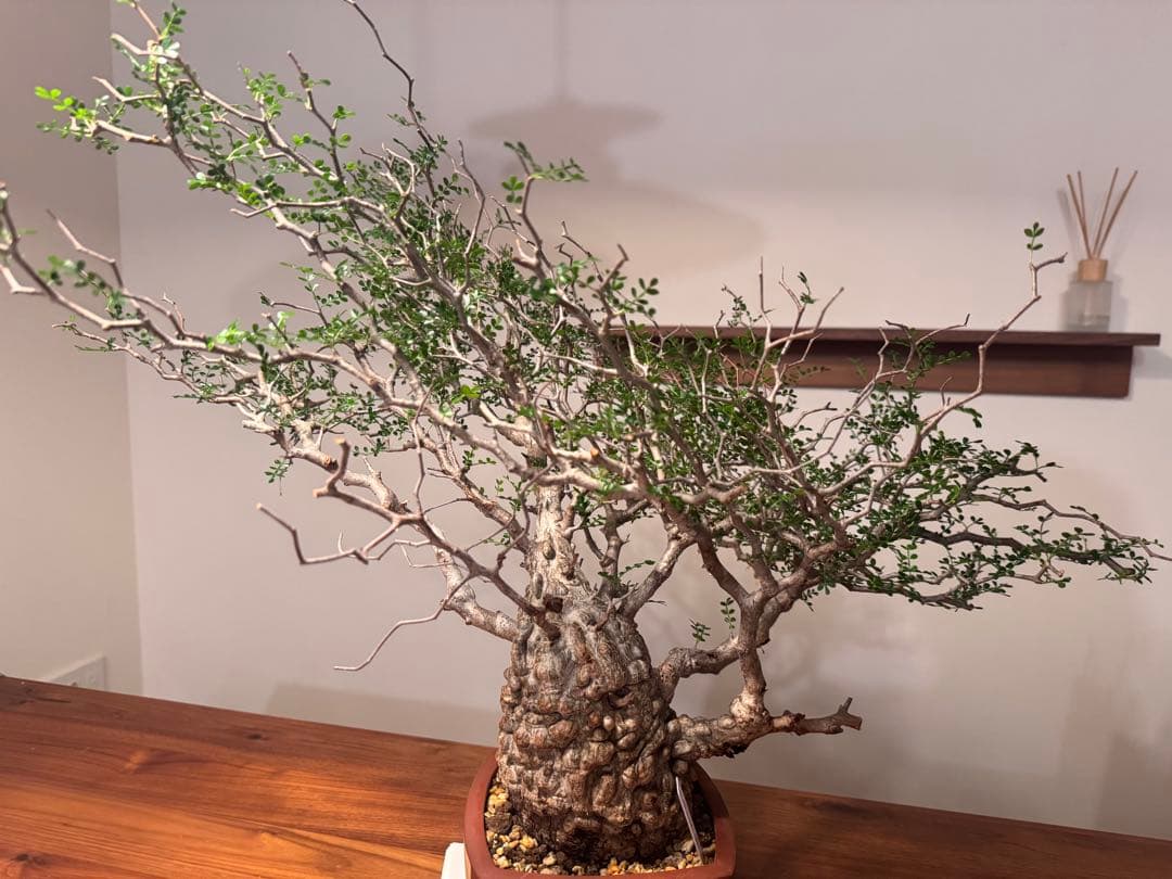 新春大特価！発根済安心株　オペルクリカリアパキプス