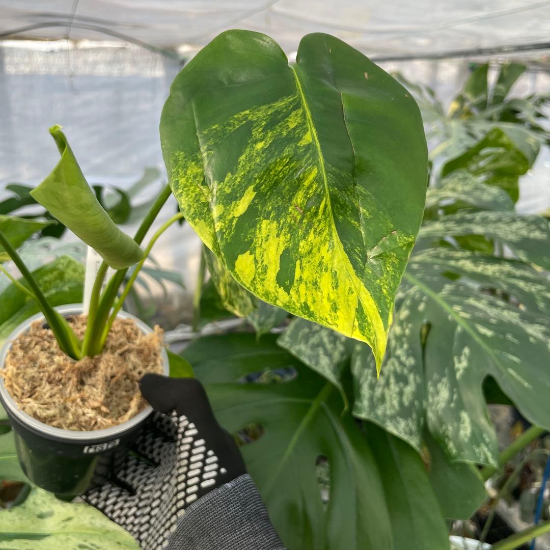 MS12 モンステラ　イエローマリリン　黄斑入り