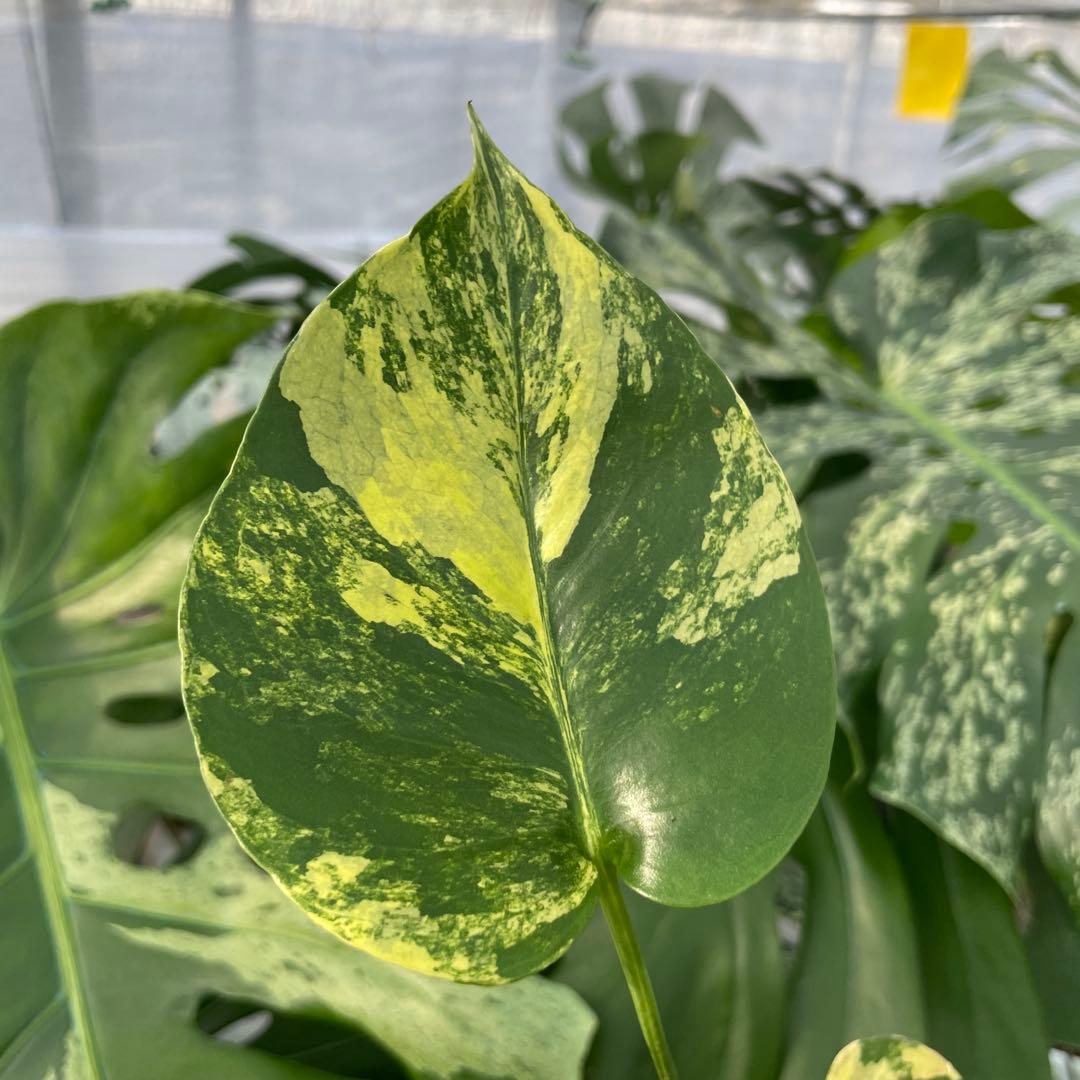 MS12 モンステラ　イエローマリリン　黄斑入り