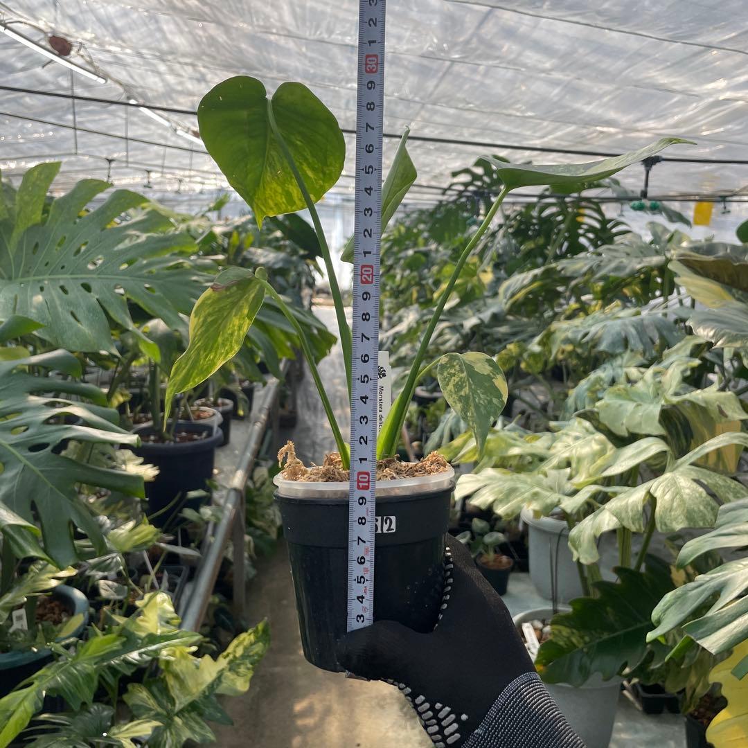 MS12 モンステラ　イエローマリリン　黄斑入り