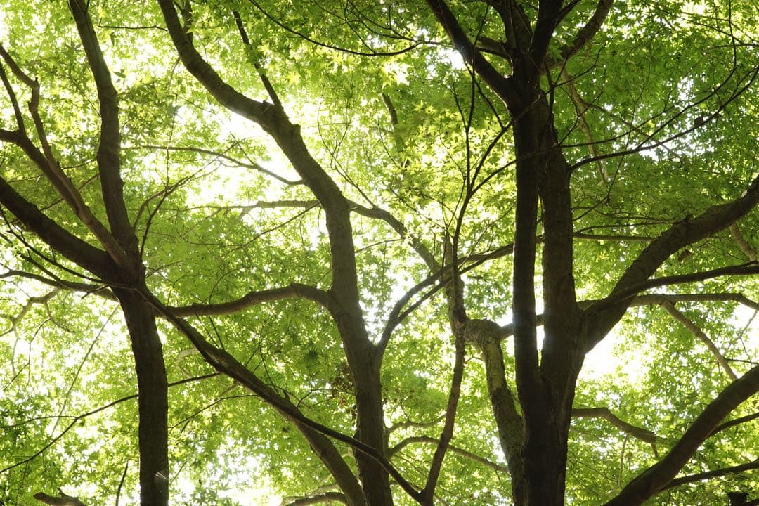 作例付き　Konica HEXANON AR 100mm F2.8 管mpr