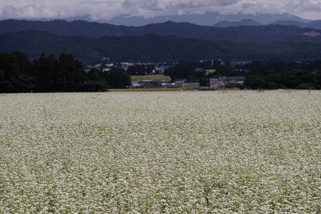 作例付き　Konica HEXANON AR 100mm F2.8 管mpr