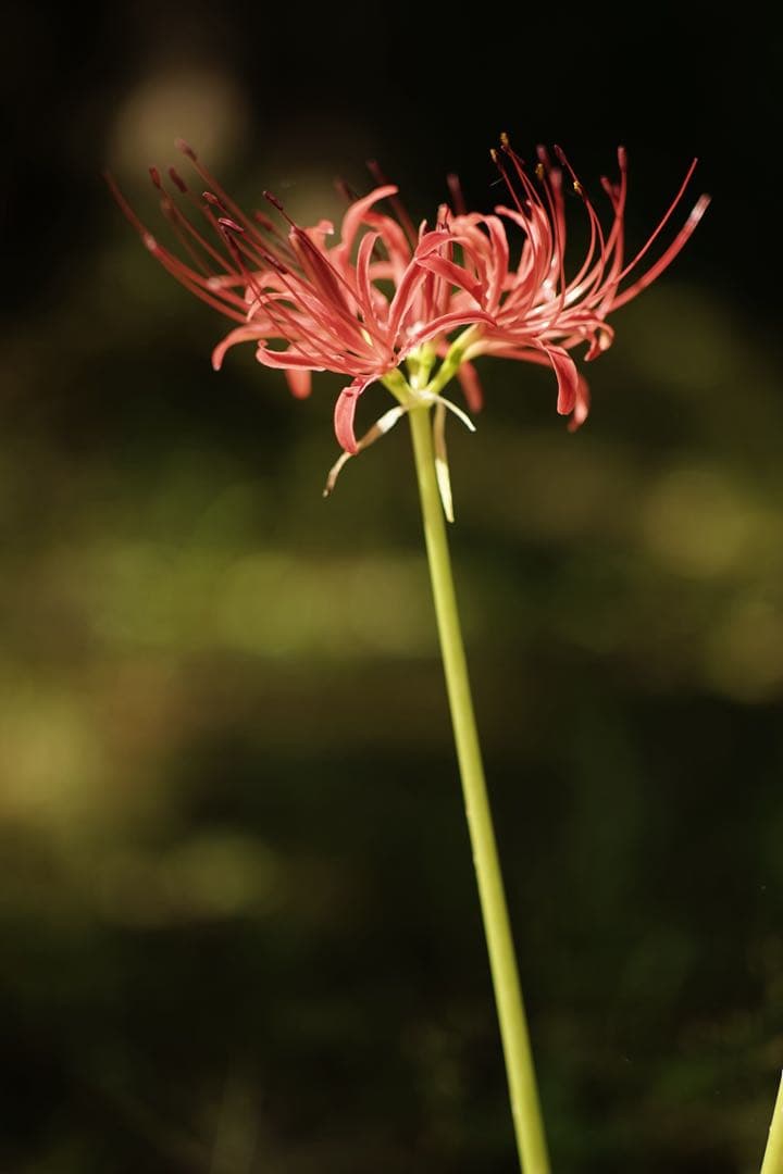 作例付き　Konica HEXANON AR 100mm F2.8 管mpr