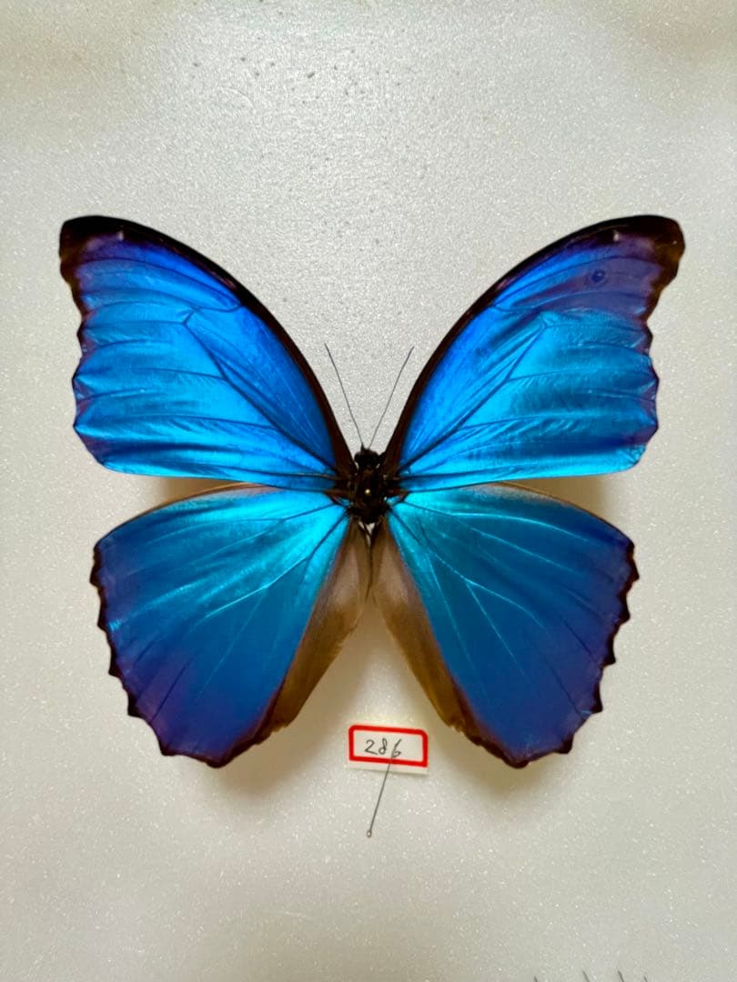 モルフォ・ディディウス（オス、ペルー産）