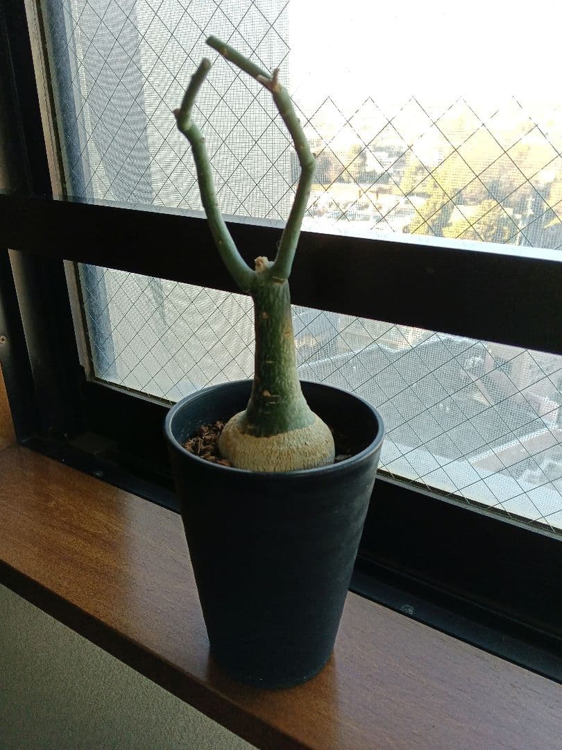 【専用】アデニア グラウカ 塊根植物 名札付き