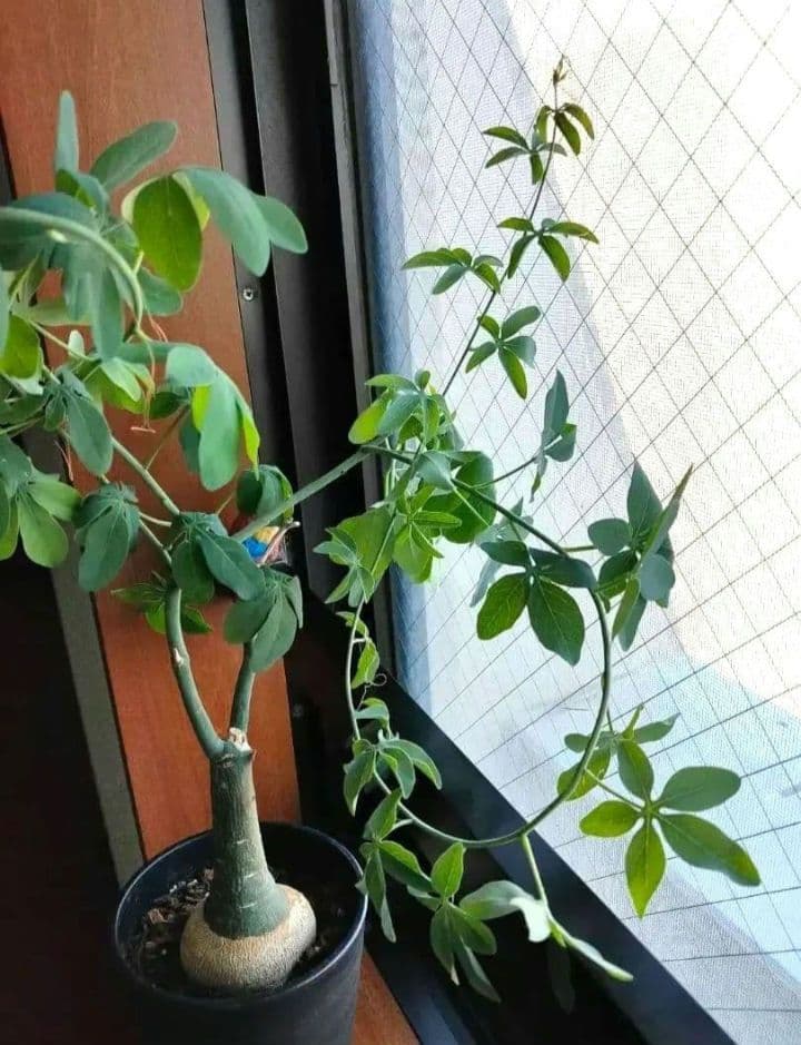 【専用】アデニア グラウカ 塊根植物 名札付き