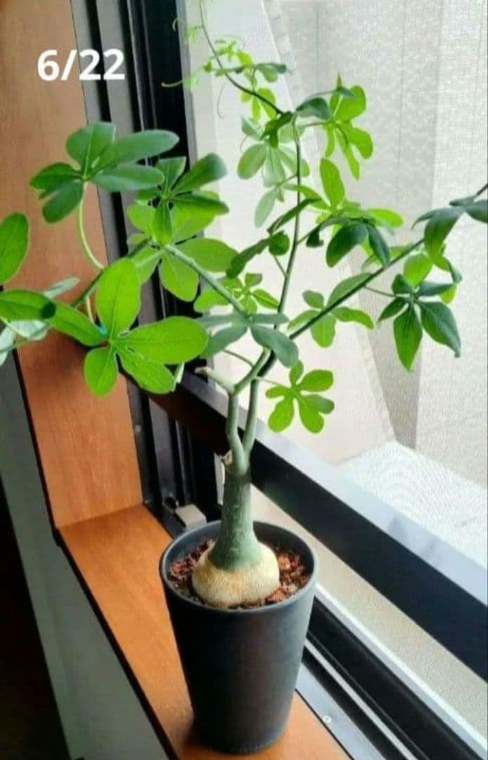 【専用】アデニア グラウカ 塊根植物 名札付き