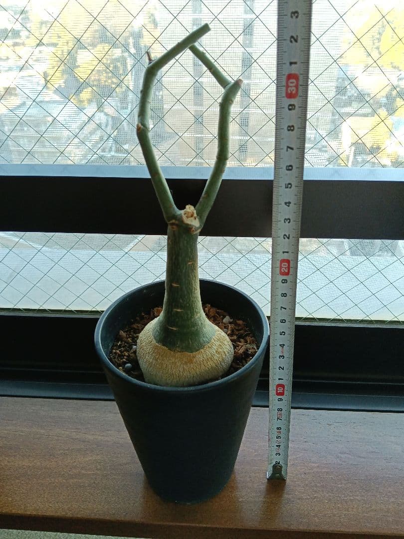 【専用】アデニア グラウカ 塊根植物 名札付き