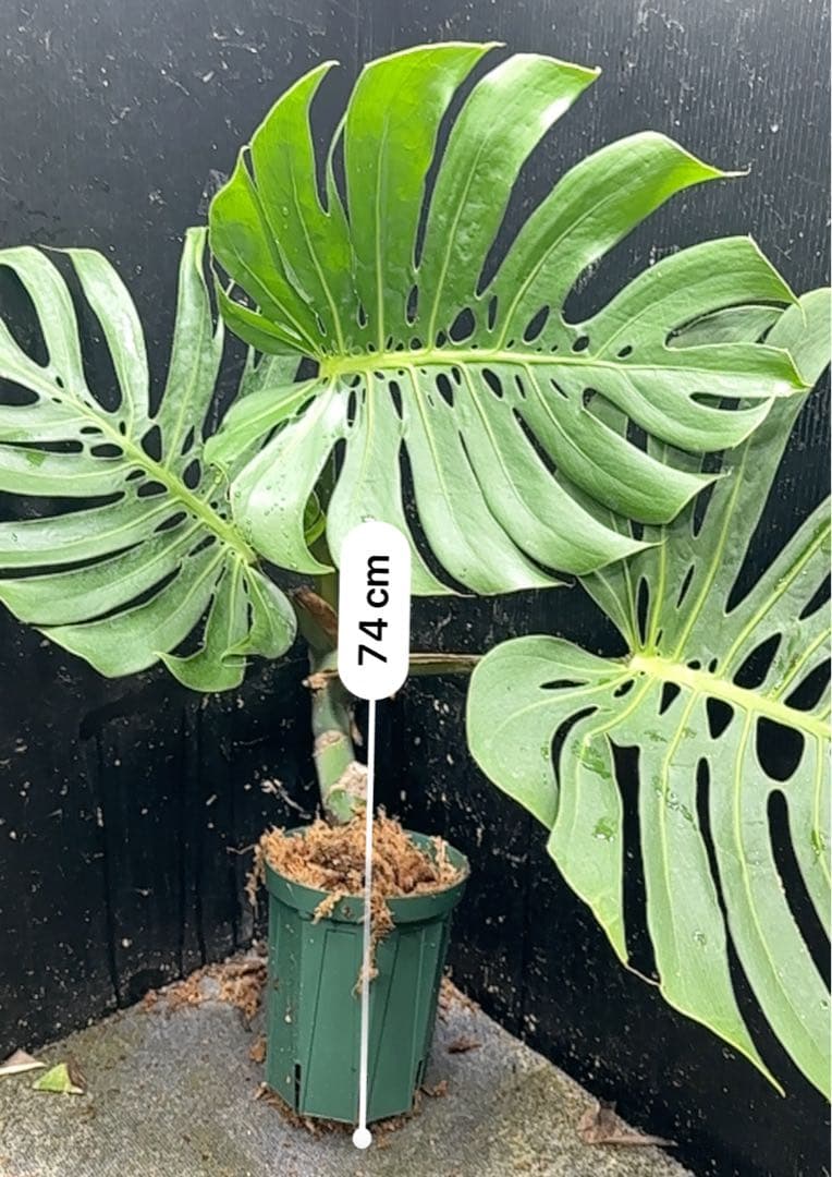 ナ*ル様 モンステラデリシオーサマクロコズム超希少系統鉢植え74㎝