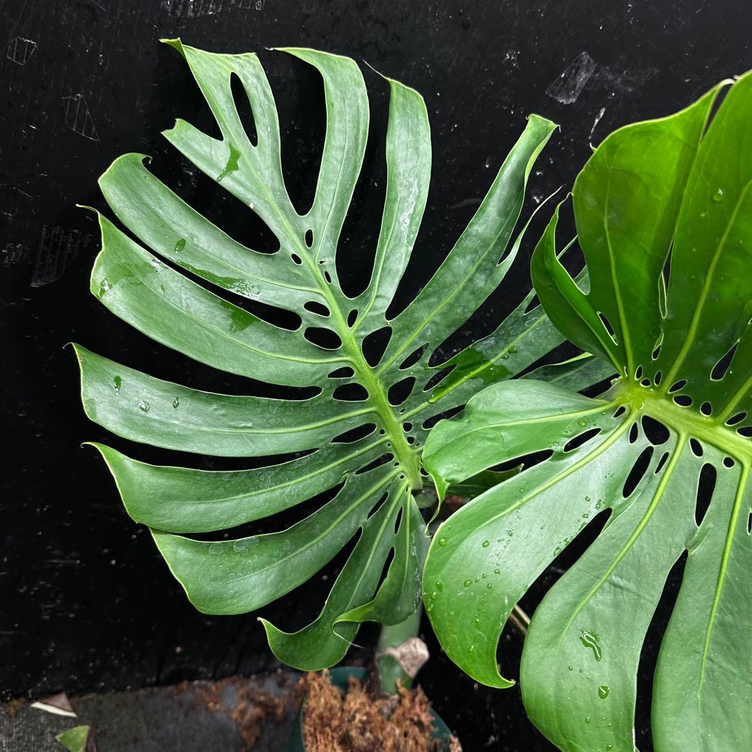 ナ*ル様 モンステラデリシオーサマクロコズム超希少系統鉢植え74㎝