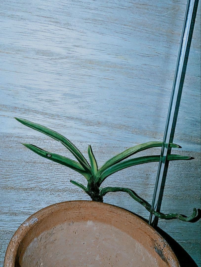 富貴蘭　至楽（少し贅沢な訳有り品…。）