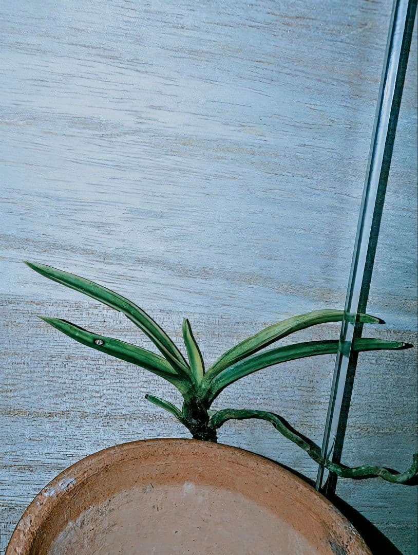 富貴蘭　至楽（少し贅沢な訳有り品…。）