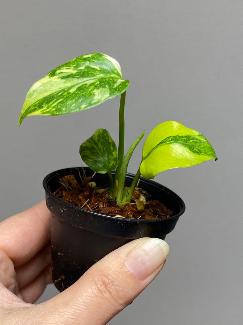 専用画面　【超美株✨超希少‼️】モンステラ　エレクトロライト　斑入り　メルカリ便