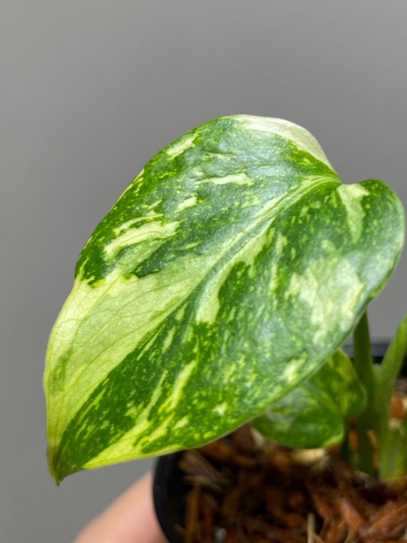 専用画面　【超美株✨超希少‼️】モンステラ　エレクトロライト　斑入り　メルカリ便