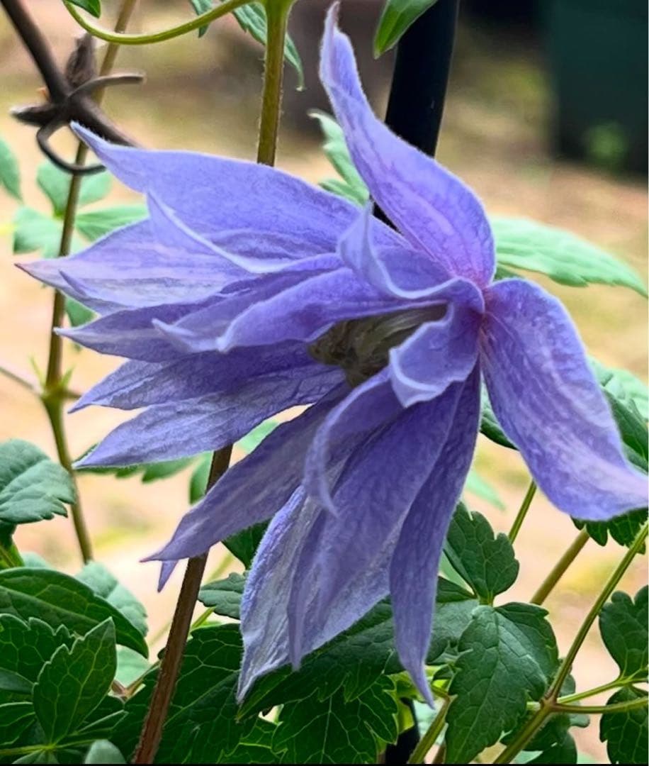 クレマチス　苗　マクロペタラ　ウェッセルトン　蔓　宿根草