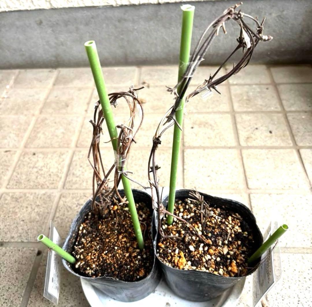 クレマチス　苗　マクロペタラ　ウェッセルトン　蔓　宿根草