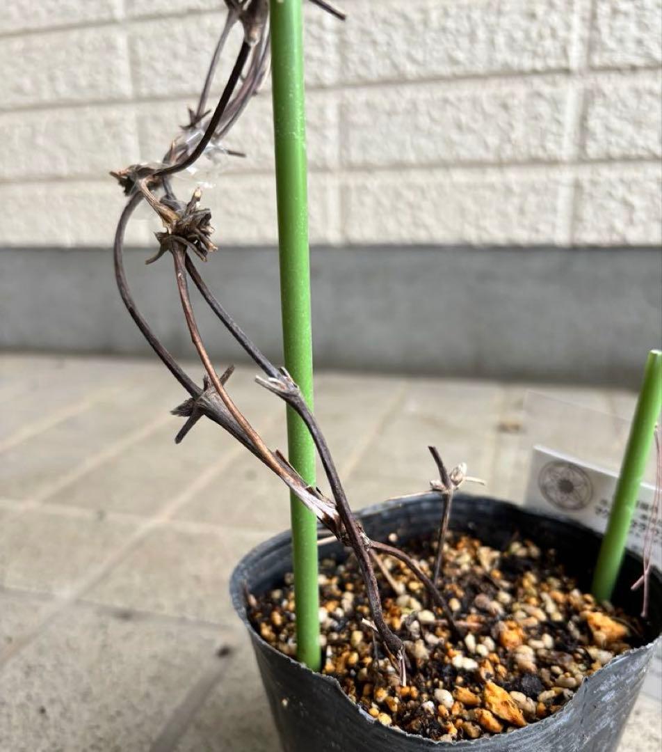 クレマチス　苗　マクロペタラ　ウェッセルトン　蔓　宿根草