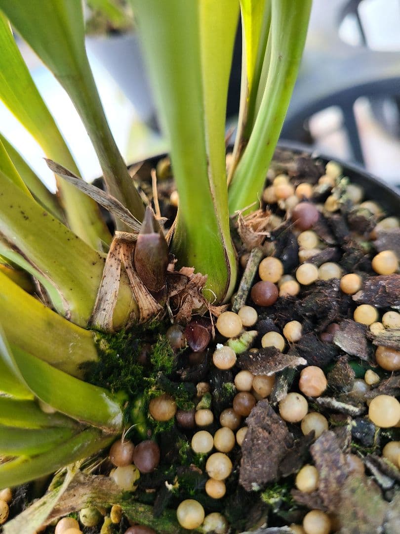 ミスマフェット。花芽合計22個。5鉢セット。蜜蜂誘引蘭。日本蜜蜂