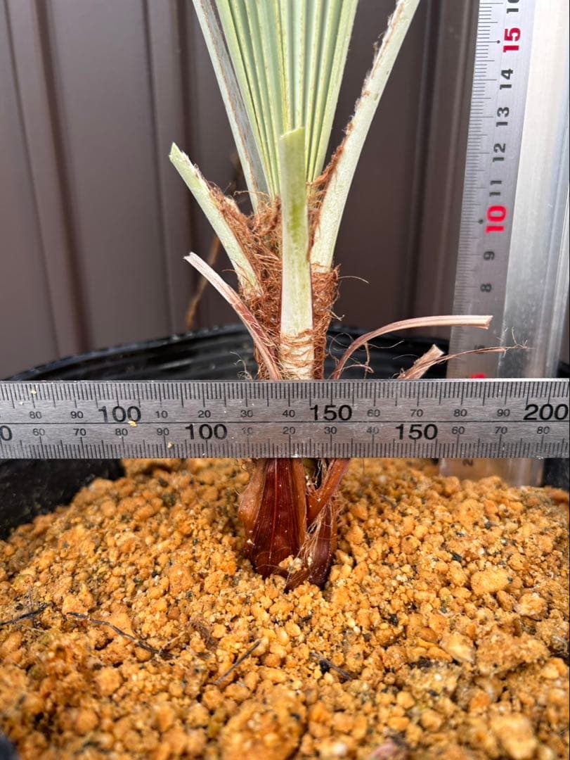 ブラヘア アルマータ E 特白 個体