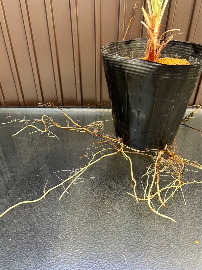 ブラヘア アルマータ E 特白 個体