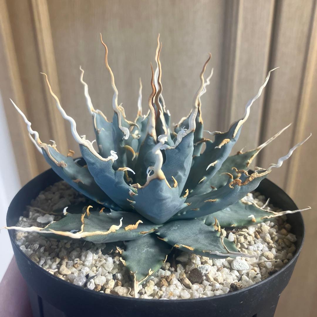 アガベ　ユタエンシス　エボリスピナ　陽炎　実生　選抜　青葉　塊根植物　チタノタ