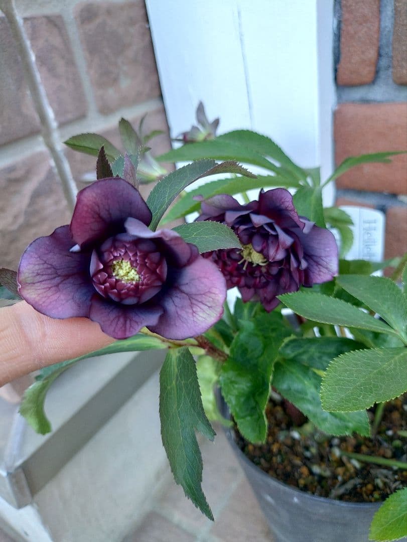 サ*ト様 クリスマスローズ　クレオパトラ系　広瀬園芸　５号鉢